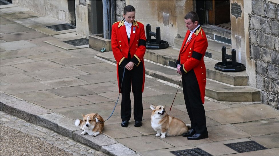 The Queen's corgis, Muick and Sandy are walked inside Windsor Castle on September 19, 2022, ahead of the Committal Service for Britain's Queen Elizabeth II.