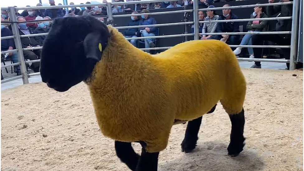 Ireland's most expensive ram sells for 44,000 euros - BBC News