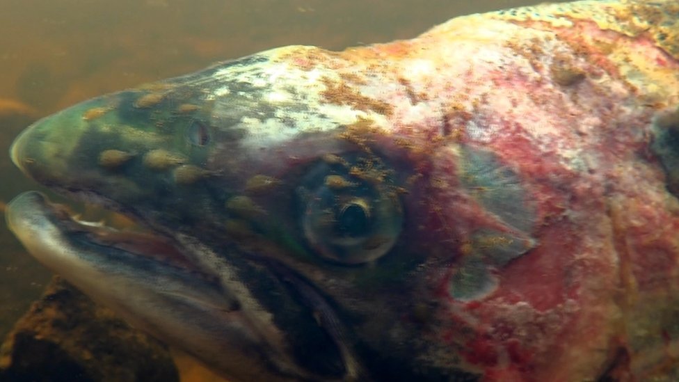 Дикий лосось, пораженный вшами, снятый в реке Блэкуотер, Внешние Гебриды