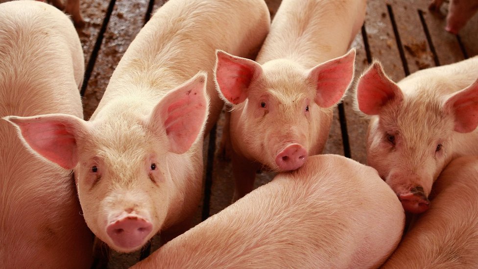 Свиньи выращиваются на ферме Гордона и Джанин Локки 28 апреля 2009 г. в Эльме, штат Айова