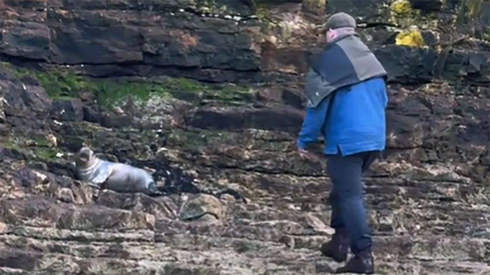 Rescuers' warning as man seen taking seal selfies