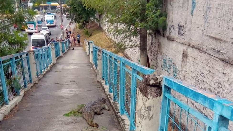 Jacaré em passarela para pedestres no Rio