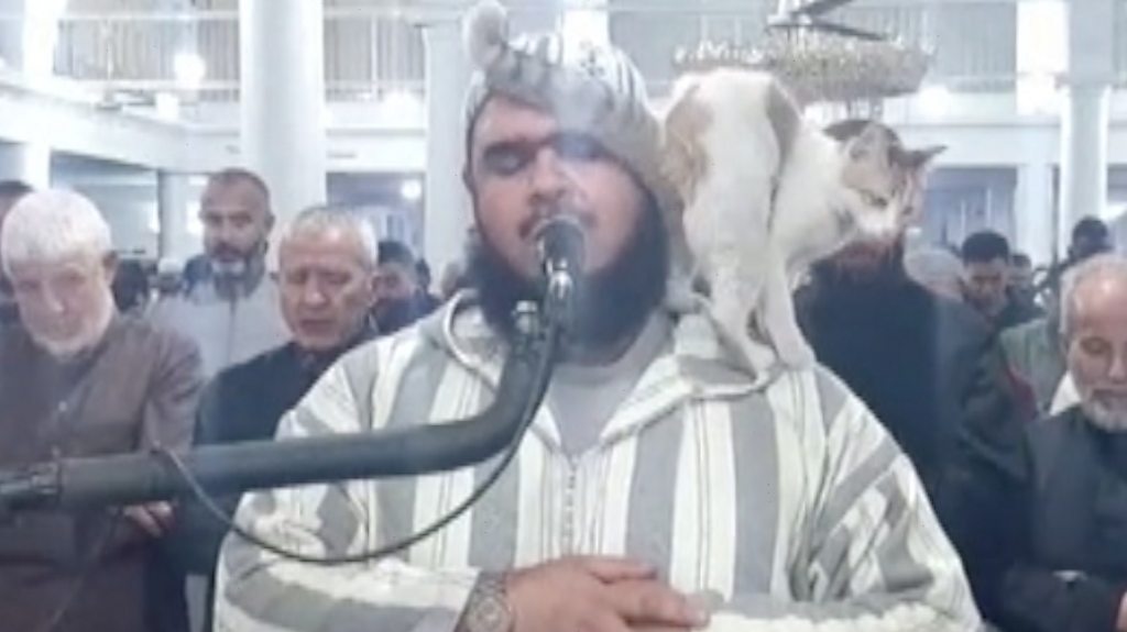 Cat jumps on imam leading Ramadan prayers in Algeria