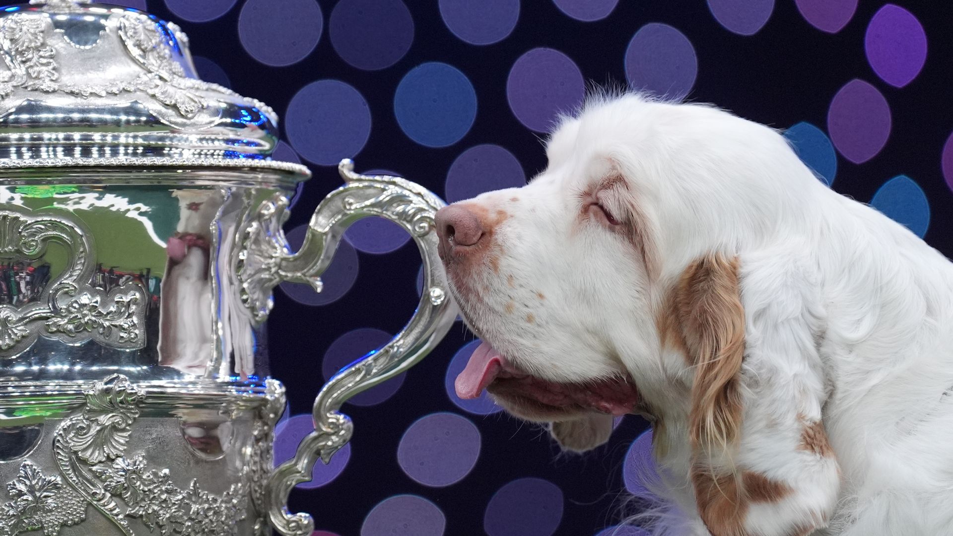 Crufts 2026: Clumber spaniel named Bruin wins best in show ...