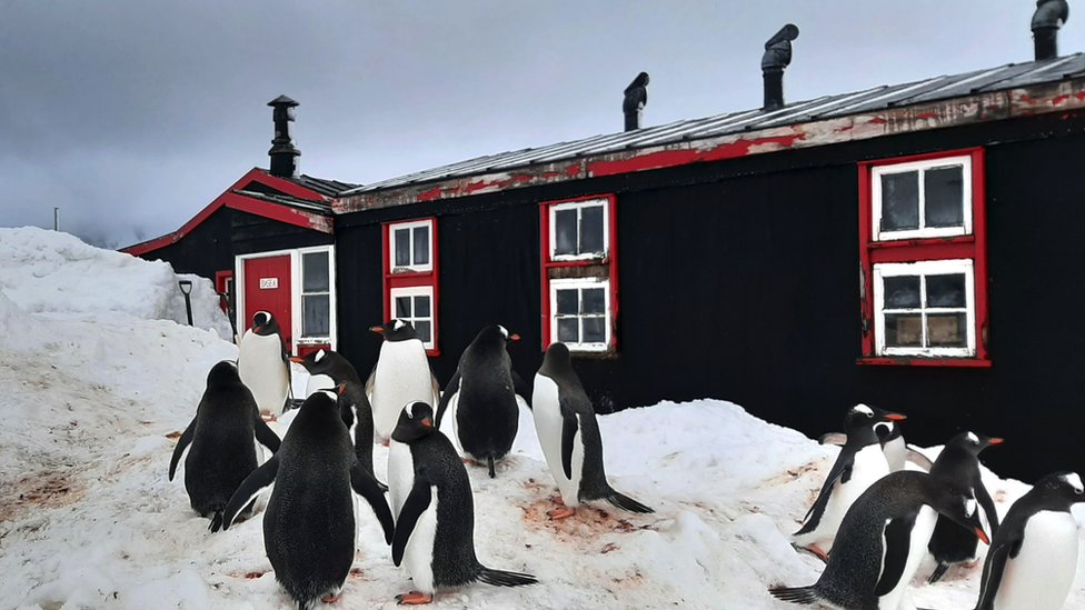 Pinguins-gentoo em frente a edifício em Port Lockroy