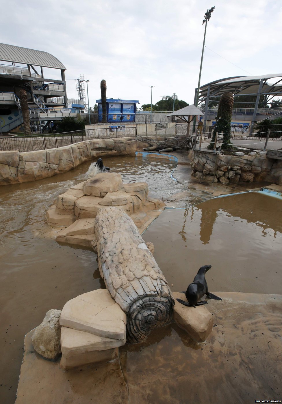 Морские львы в Marineland