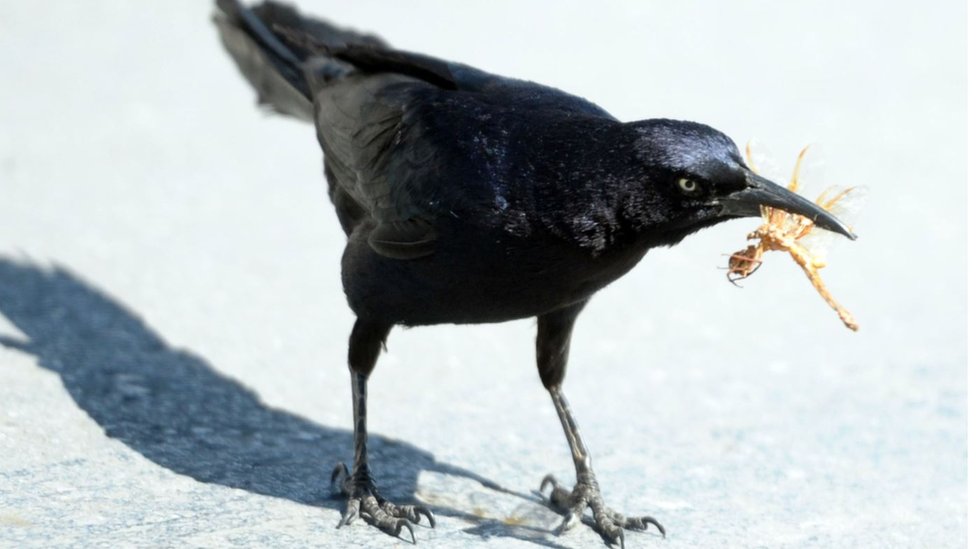 Mnoge ptice zavise od insekata kojima se hrane