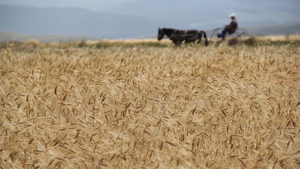 Campo de trigo Kavilca con un agricultor en el fondo con un carro a caballo
