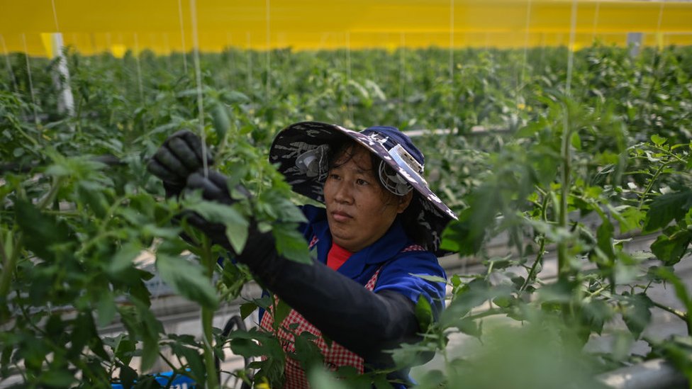 موظف يعمل في مزرعة لزراعة الطماطم خلال جولة إعلامية نظمتها السلطة المحلية في تشنجيانغ، في مقاطعة جيانغسو شرق الصين في 13 أكتوبر/تشرين أول 2020