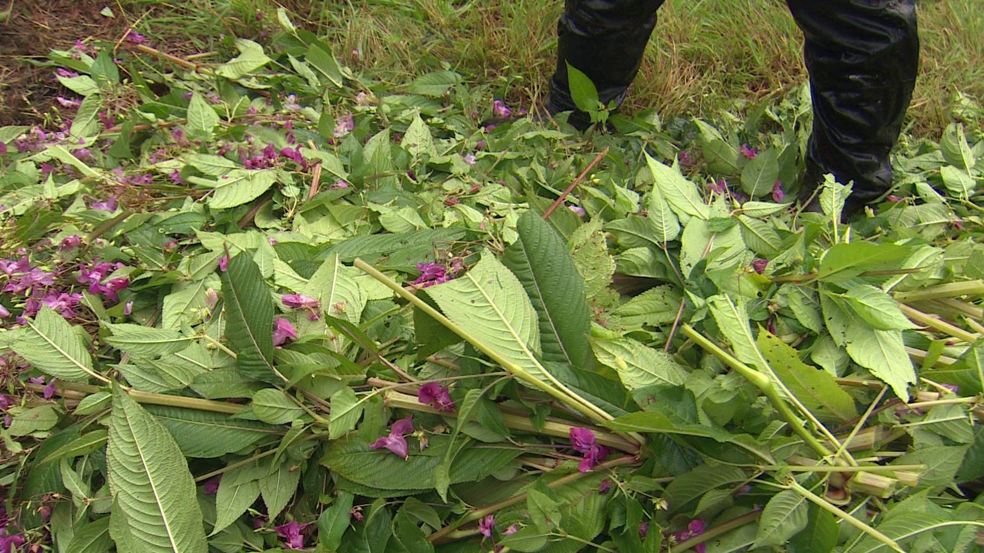 mssen olivenbume gedngt werden Purgrn Olivenbaum-Dnger 1 Liter