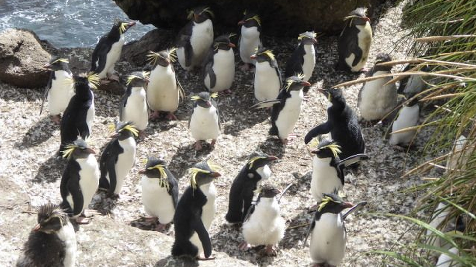 Kısa gagalı penguenlerin uğrak noktası.