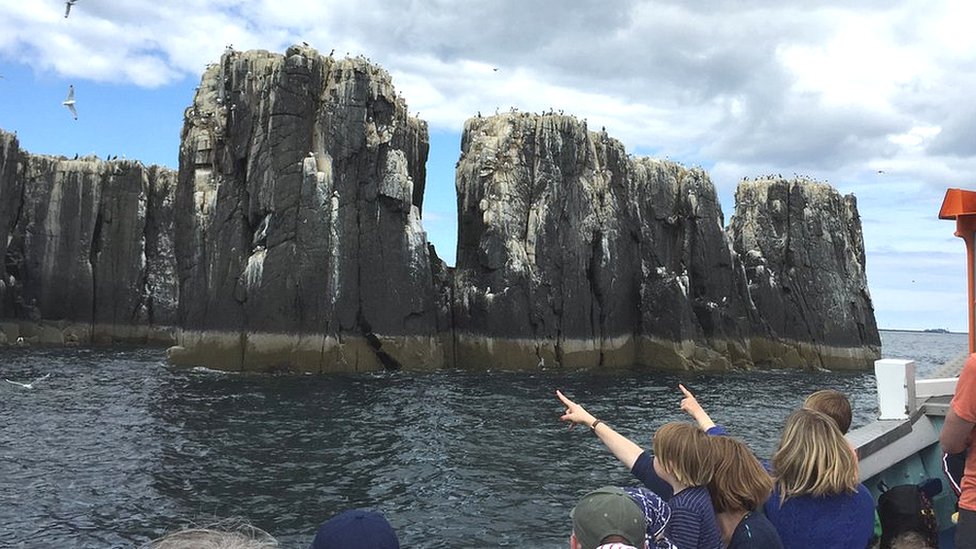Farne Islands: Boat owners worried about changes to visits