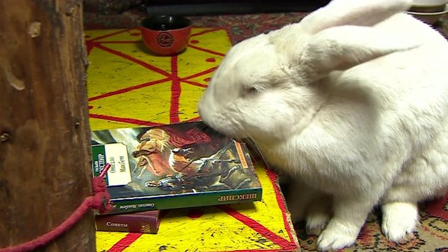 bunny the novel bunny the novel