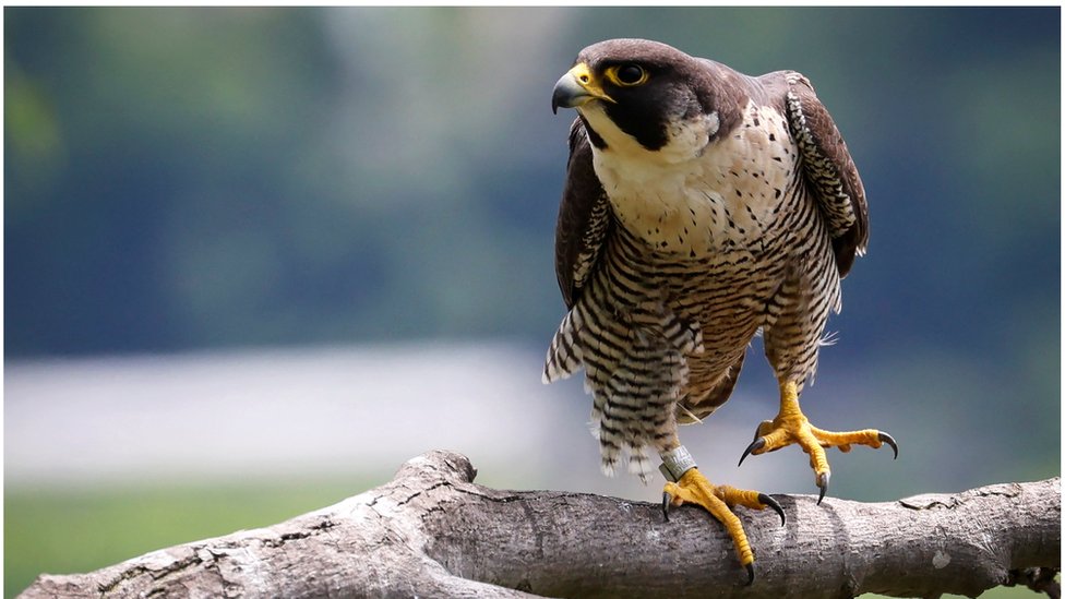 Birds of prey  London Wildlife Trust