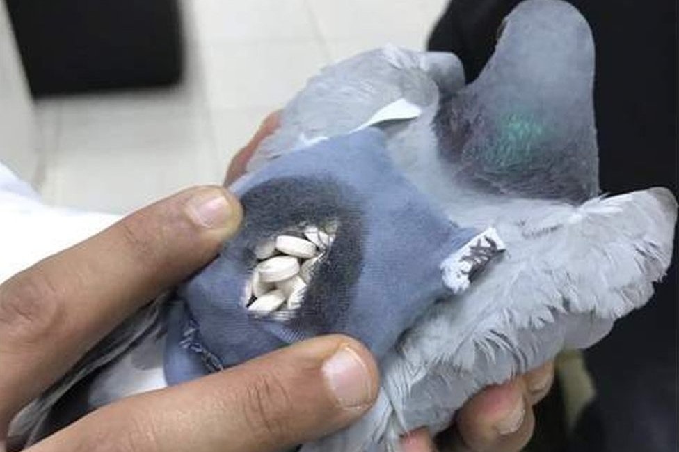 Is it illegal to own a pigeon