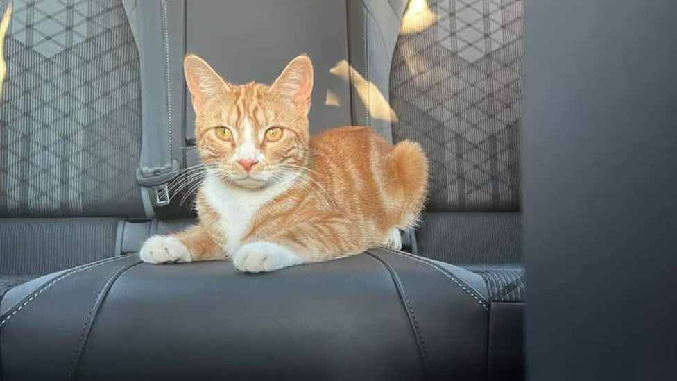 Whitstable cat travels 70 miles after jumping in two cars
