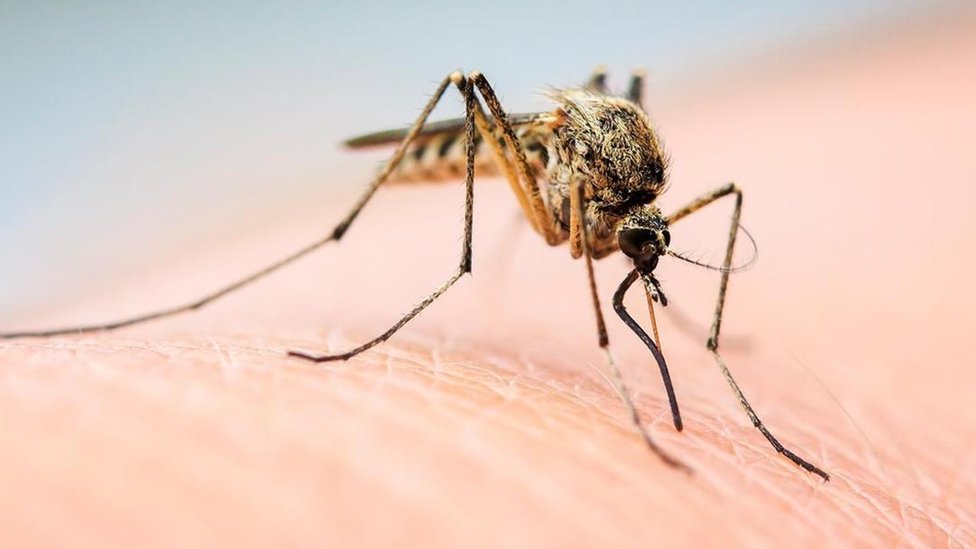 Почему некоторых людей комары кусают сильнее: 5 причин