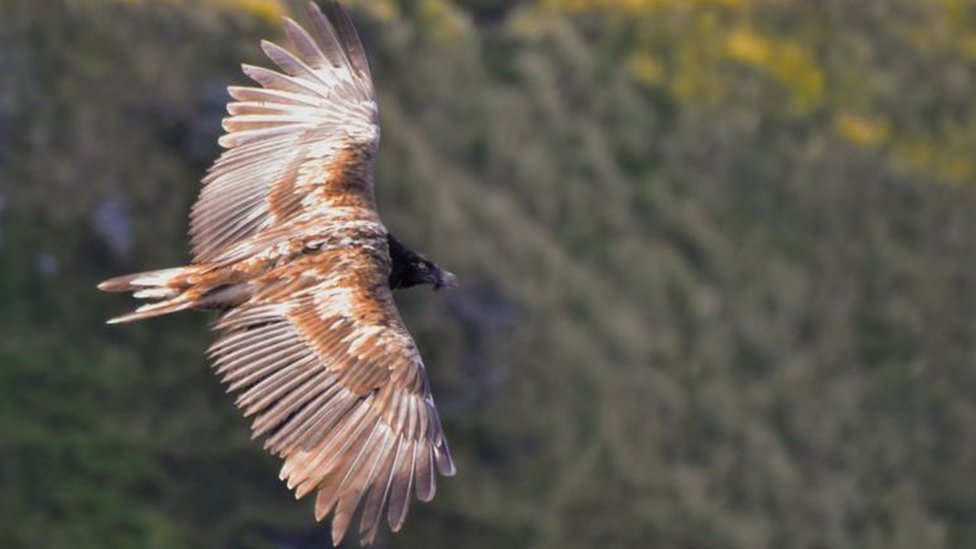bearded vulture in Derbyshire