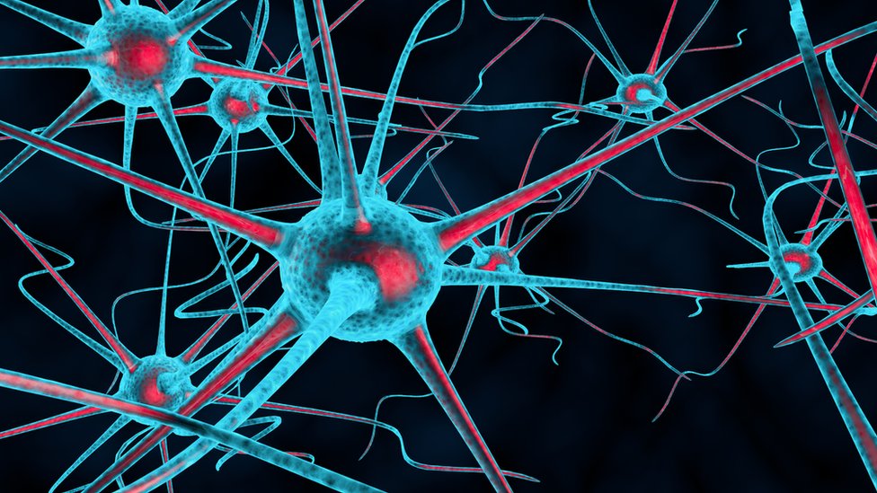 Según los científicos, la familia tiene todos su nervios, pero no en completa función. nervios