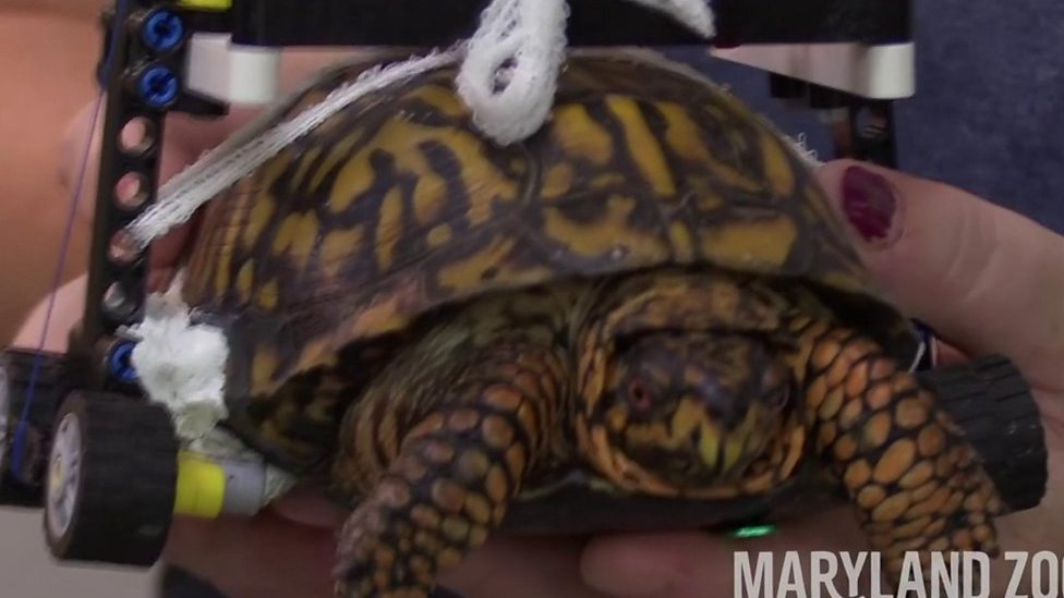 Injured turtle gets wheelchair made from Lego - CBBC Newsround