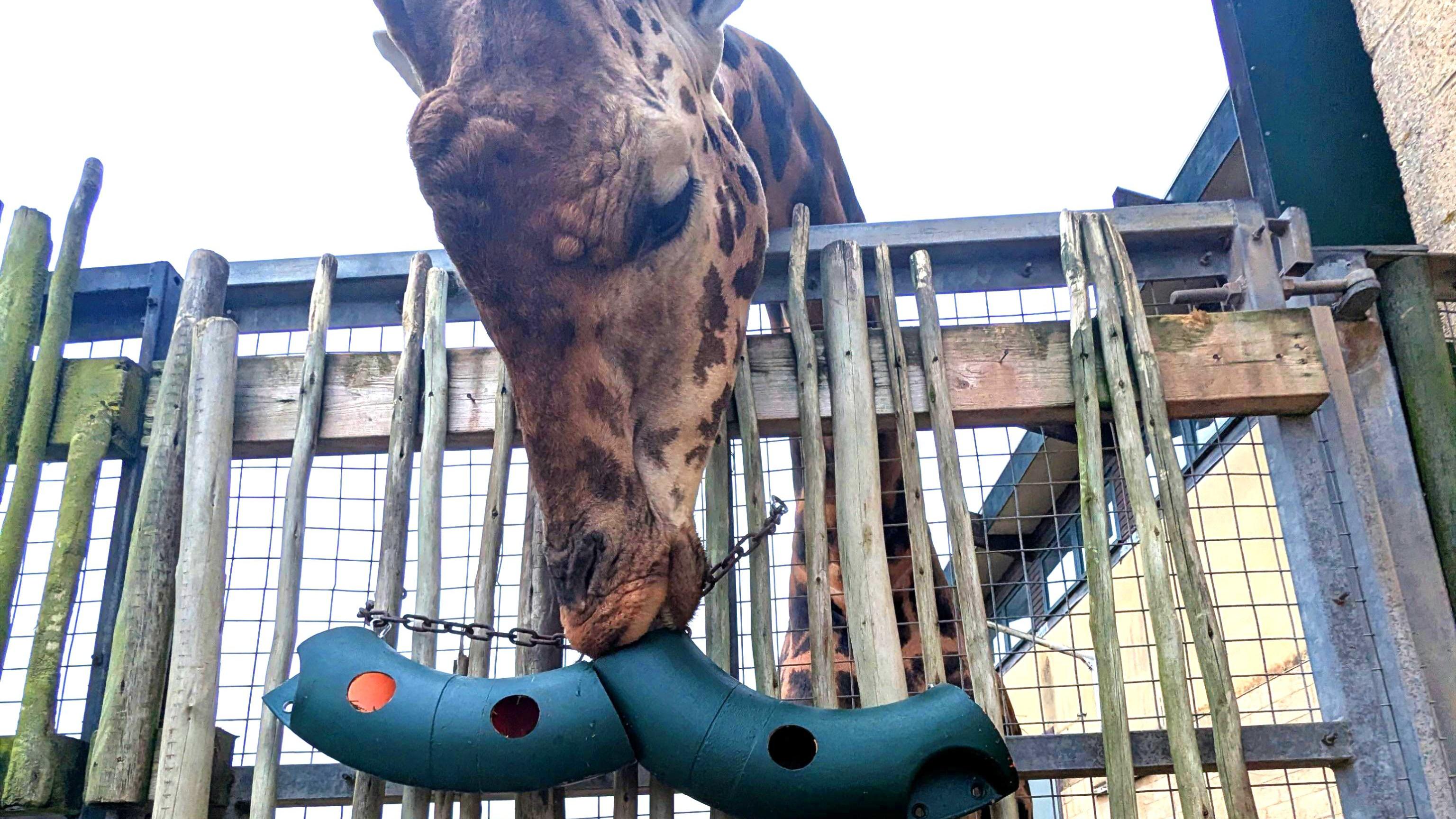 Marwell Zoo giraffes use Wightlink life rings for snack bowls