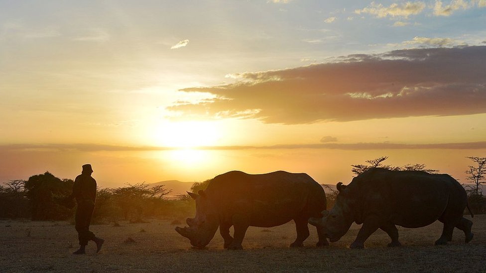 Смотритель парка идет впереди северной белой самки носорога по имени Наджин и ее компаньонки южной белой самки в заповеднике Ол-Педжета, примерно в 290 км к северу от столицы Кении Найроби, 27 января 2015 года. Наджин - один из пяти членов группы. подвиды, оставшиеся на планете, три из которых проживают в заповеднике Ol Pejeta Conservancy. На этой неделе защитники природы и ученые встретились в Кении, чтобы выработать последний план по спасению северного белого носорога от исчезновения.