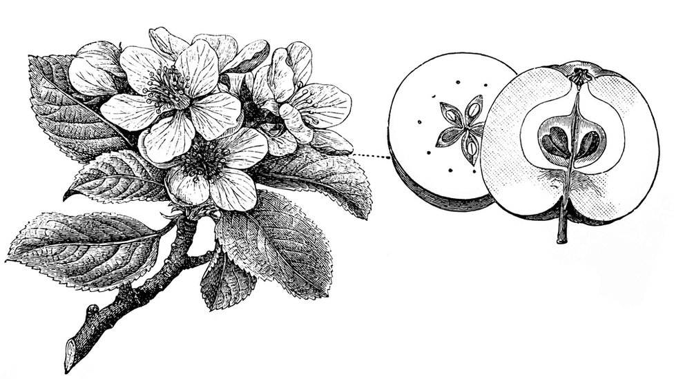 Ilistracija cveta i voćke