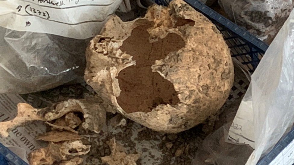 Skull and fragments of bones