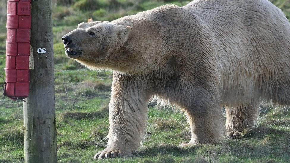 Белый медведь Распутин приближается к деревянному столбу