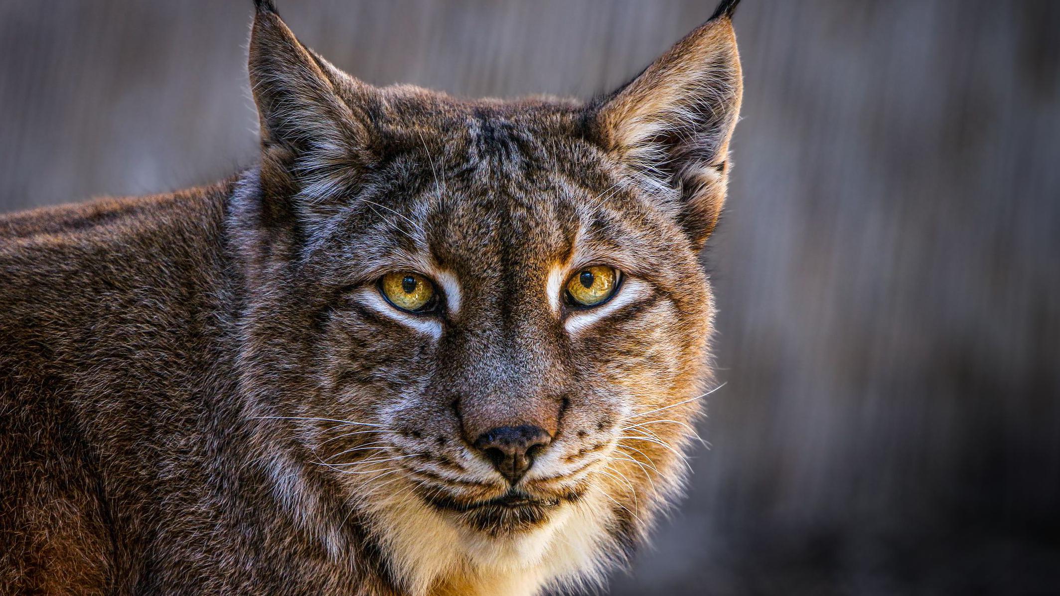 Danish zoo calls for unwanted pets to be fed to its animals