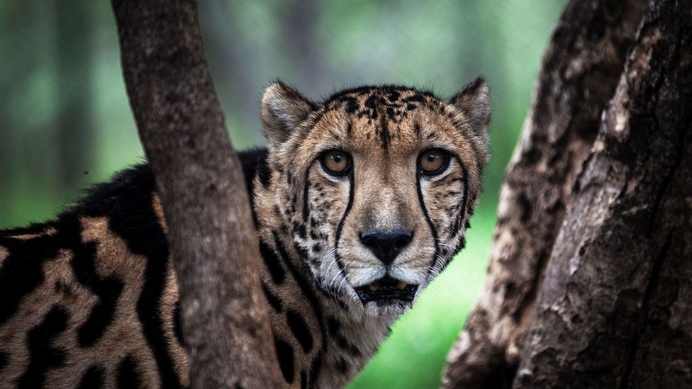 Según un estudio de 2016, quedan sólo 7.000 guepardos (Acinonyx jubatus) viviendo en en el 9% de lo que era su territorio histórico. Guepardo
