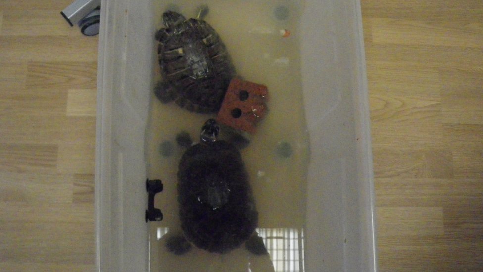 RSPCA спасло двух черепах, за которыми не ухаживали должным образом
