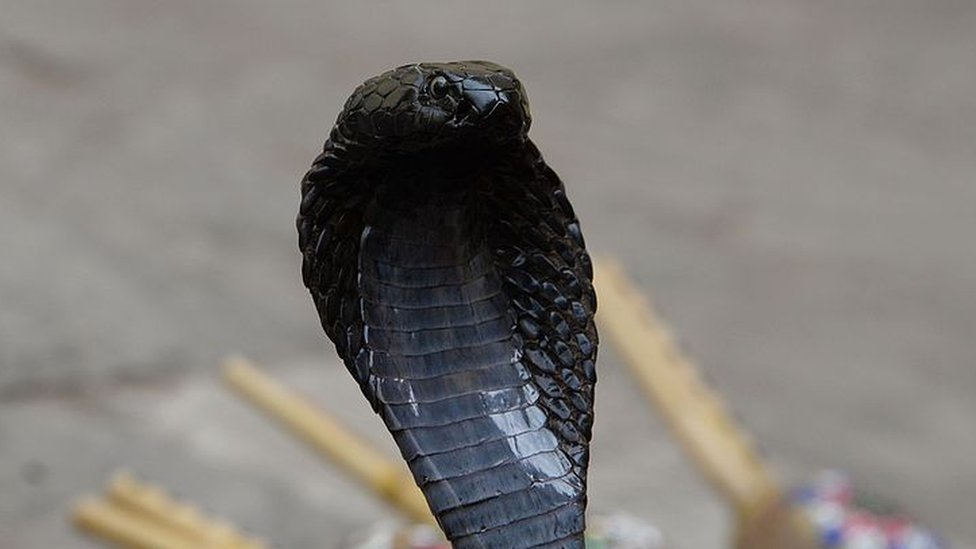 Черная королевская кобра