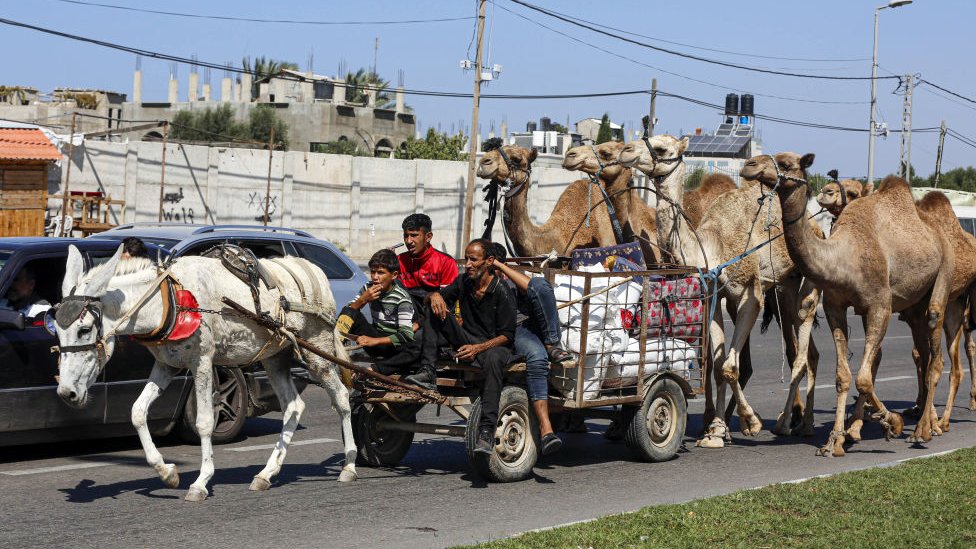 加沙城一家人騎著驢車拉著駱駝撤離（13/10/2023）