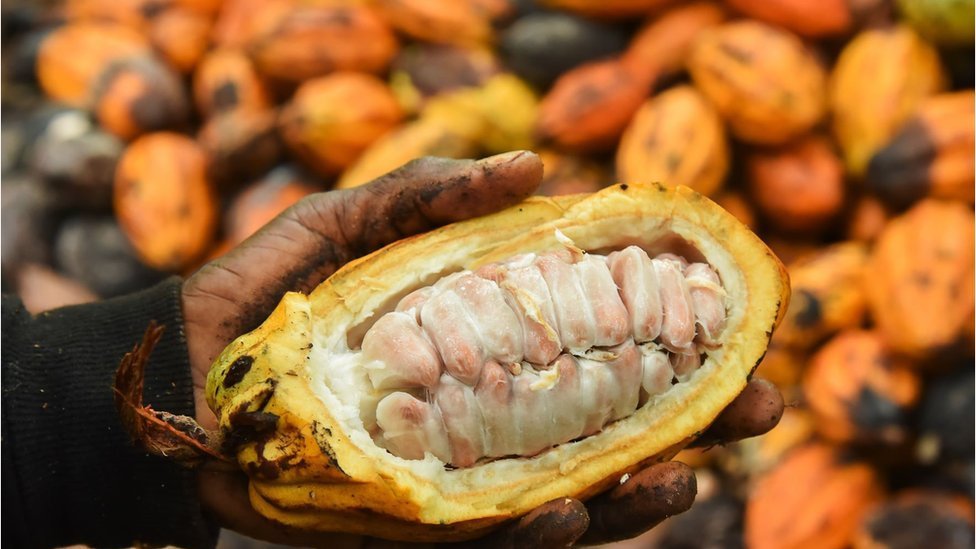في الكاميرون يقطف المزارعون نبتة الكاكاو التي تستخدم حبوبها في صناعة الشوكولا - الإثنين 22 نشرين الثاني/نوفمبر 2021