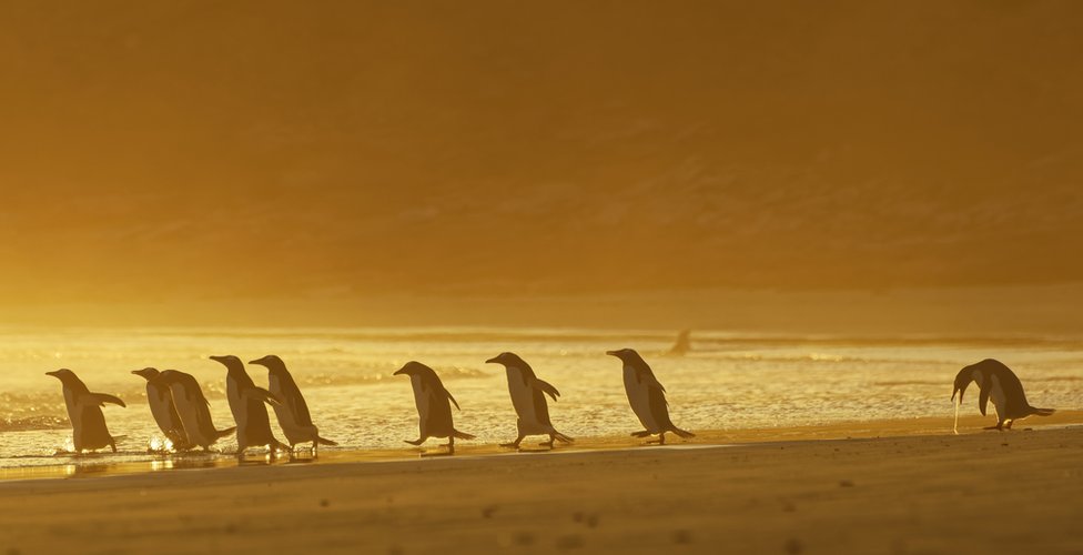 A group of penguins walking on a beach with one of them throwing up