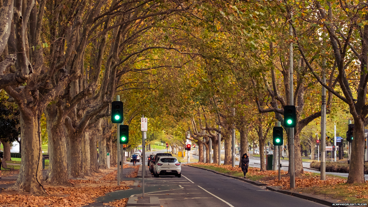 Cities struggling to boost urban tree cover