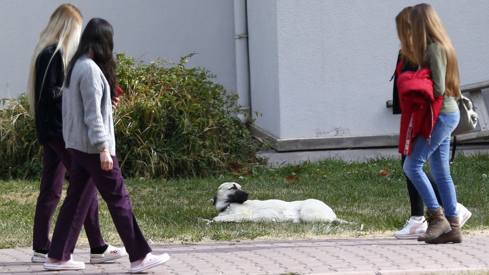 4 Nisan Sokak Hayvanları Günü: Türkiye'de sokak hayvanları ne durumda ve neden tartışılıyor?