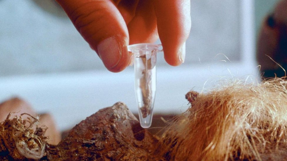 Un investigador toma una muestra de tejido congelado de un mamut lanudo.