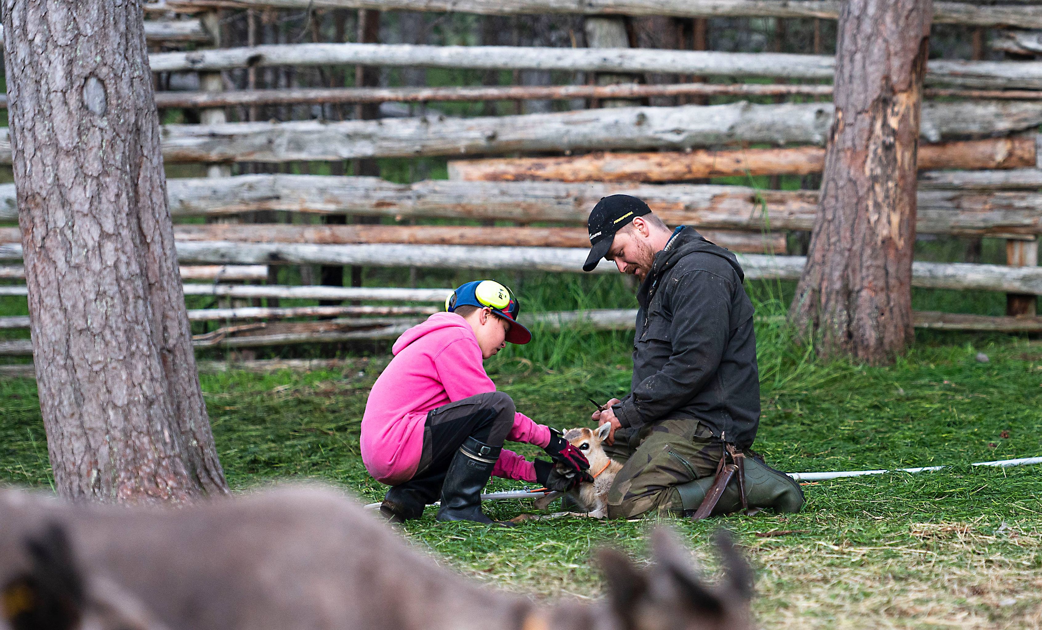 Vili Kurki, right with his son and a reindeer calf