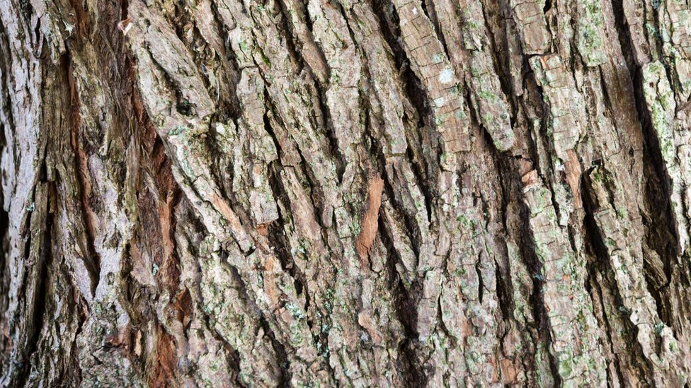 El ingrediente activo de la corteza es el mismo que el de la aspirina. Corteza de sauce