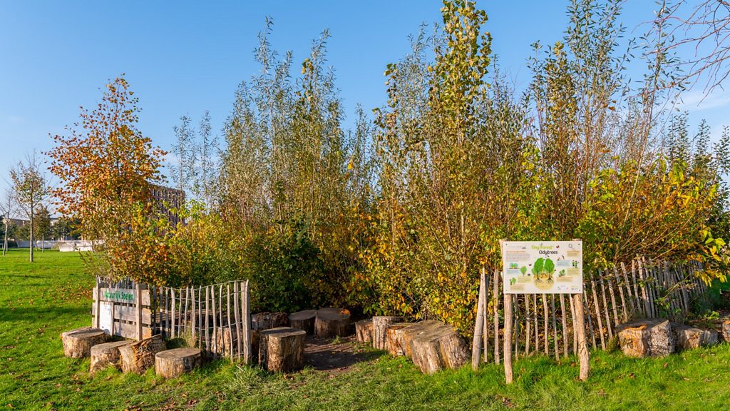 Forests the size of tennis courts