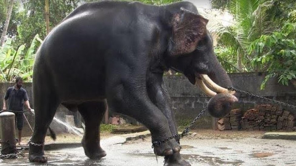A temple elephant tied with an iron chain