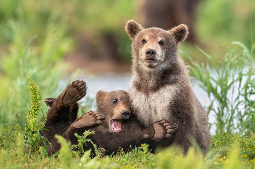 Two bears, one playing around and one looking grumpy