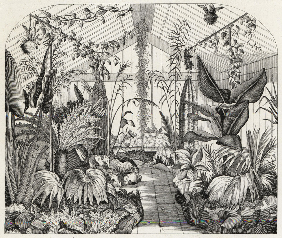 Интерьер папоротниковой оранжереи Натаниэля Варда, Лондон, 1851 г.
