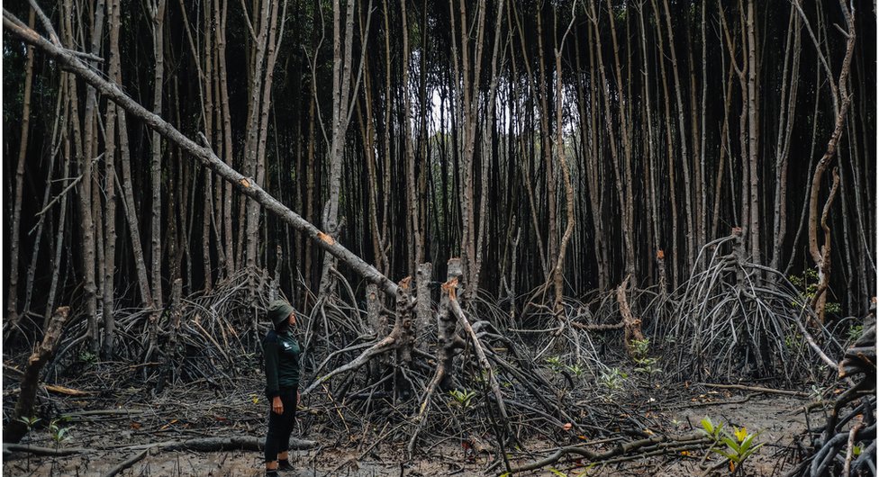 A person stands next to a mangrove tree that has been cut by local people in Indonesia