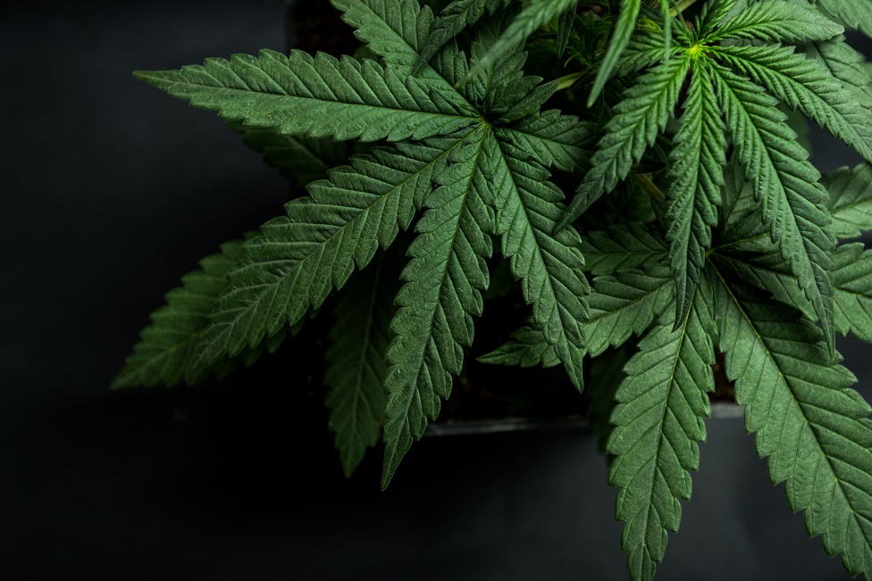 Cannabis