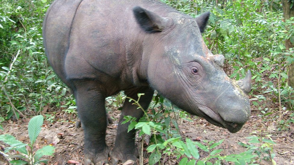 Роза, которая живет в Суматранском заповеднике носорогов, является одним из менее чем 100 суматранских носорогов, оставшихся в мире