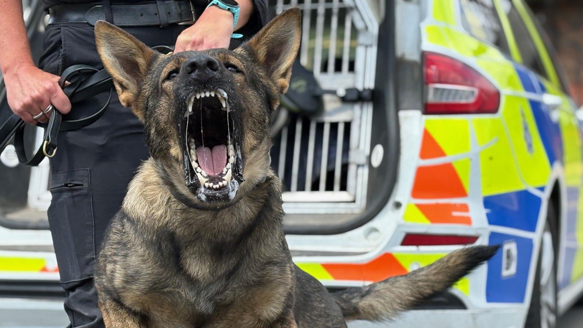 What Dog Breeds Do Police Use: Top Choices Revealed