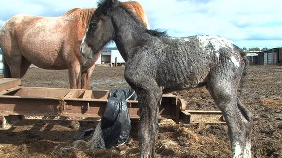 Justice department to consider Northern Ireland animal cruelty register BBC News